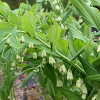 Polygonatum hybridum 